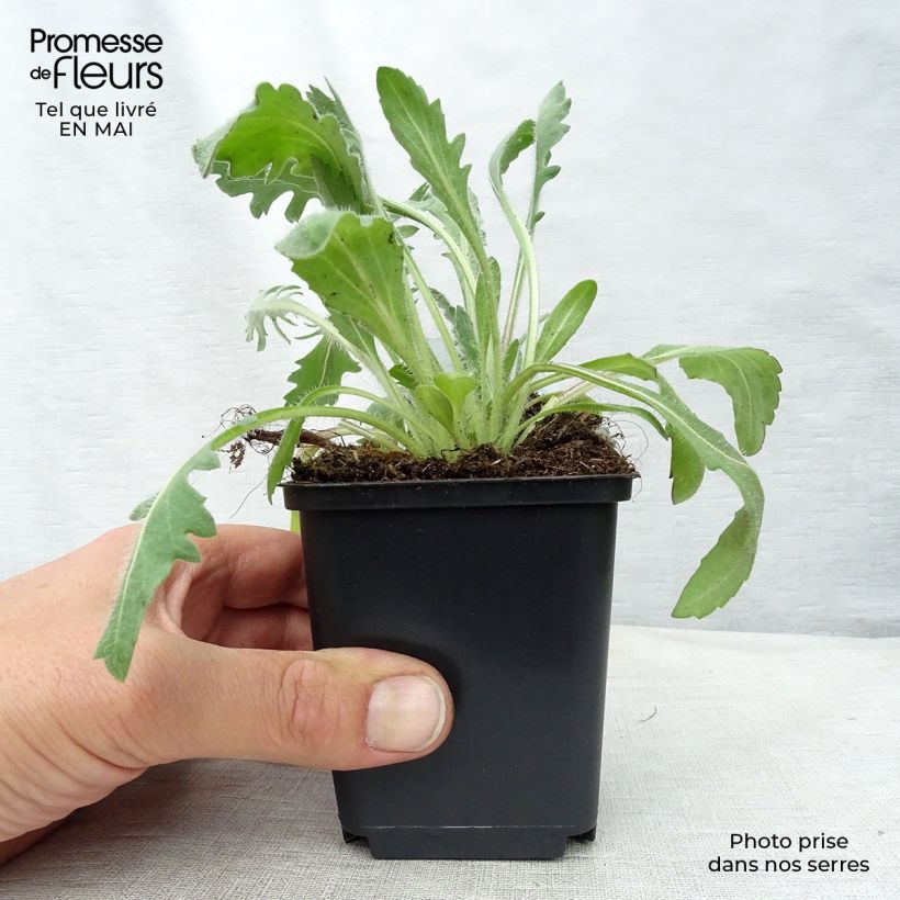 Amostra de Gailárdia Kobold Vaso de 8/9 cm tal como entregue na primavera