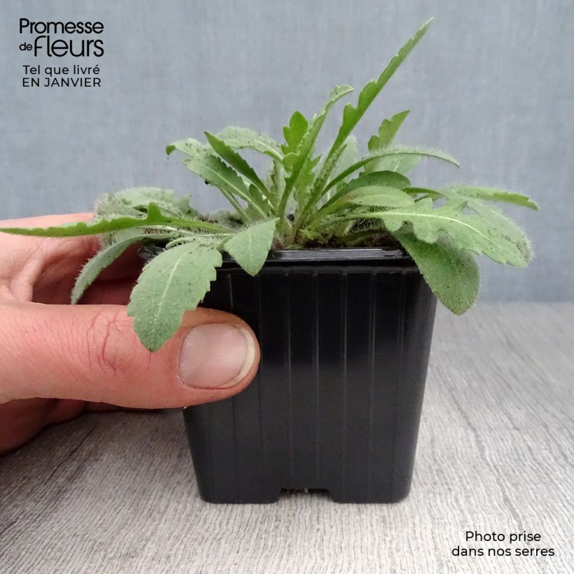 Amostra de Gaillarde Lutin naine Vaso de 7/8 cm tal como entregue no inverno