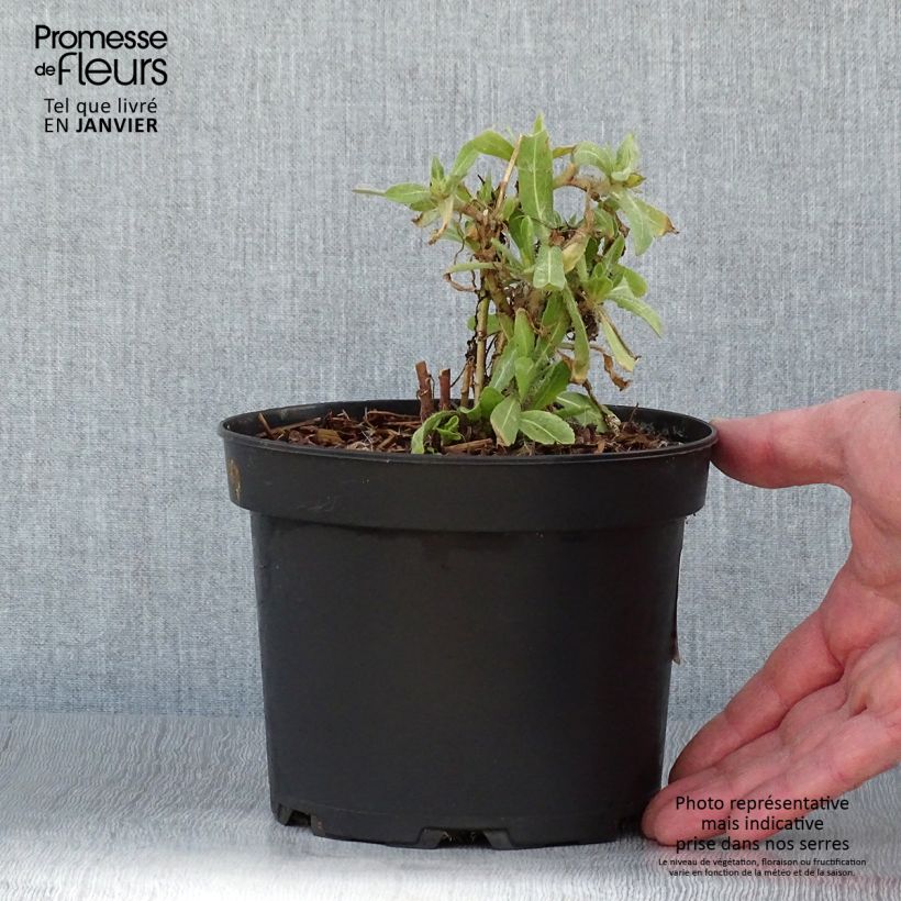 Amostra de Gaillarde Lutin naine Vaso de 2 L/3 L tal como entregue no inverno