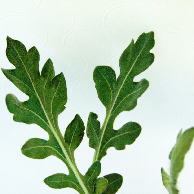 Gailárdia aristata Maxima Aurea (Chloe) (Folhagem)