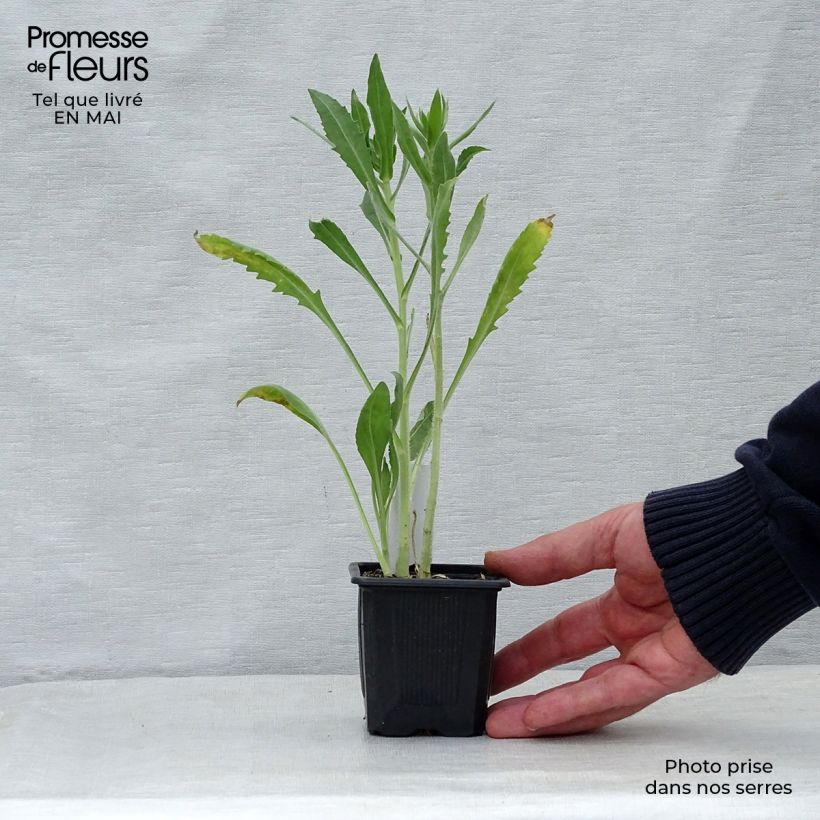 Amostra de Gailárdia aristata Maxima Aurea (Chloe) Vaso de 7/8 cm tal como entregue na primavera