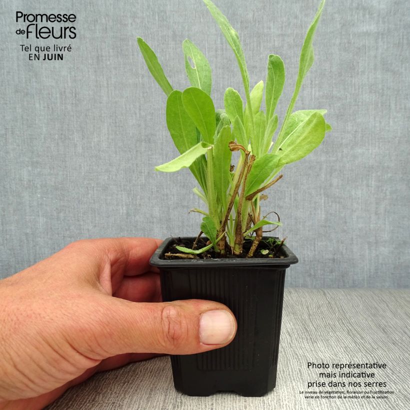 Amostra de Gailárdia aristata Maxima Aurea (Chloe) Vaso de 7/8 cm tal como entregue no verão