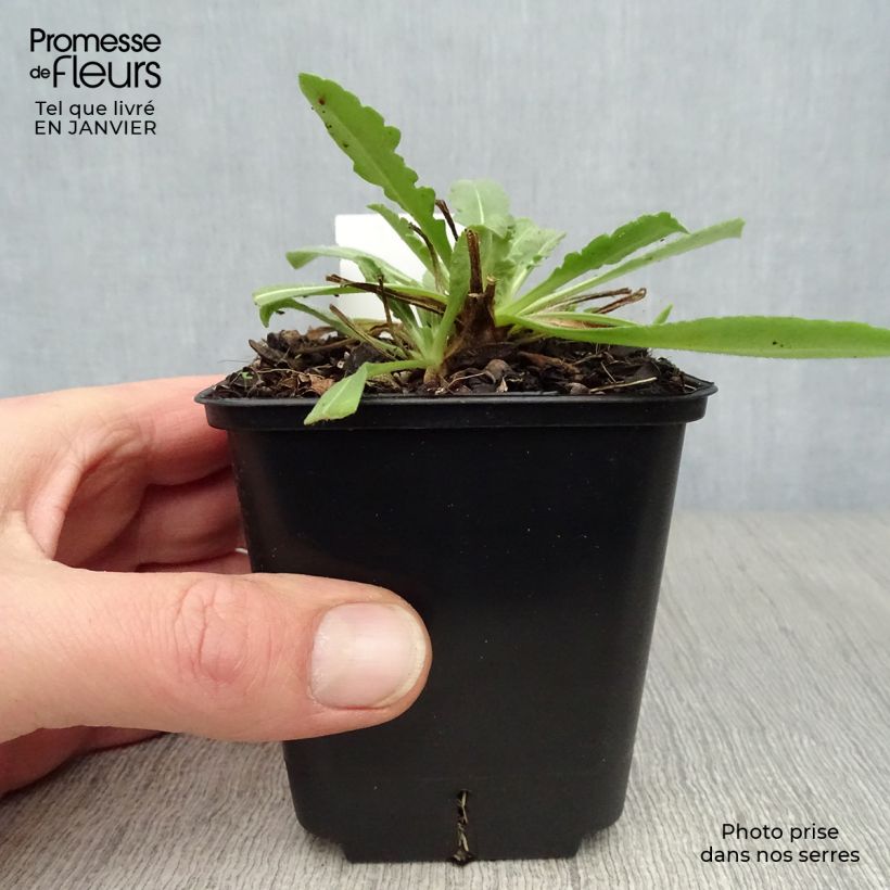 Amostra de Gailárdia aristata Maxima Aurea (Chloe) Vaso de 7/8 cm tal como entregue no inverno