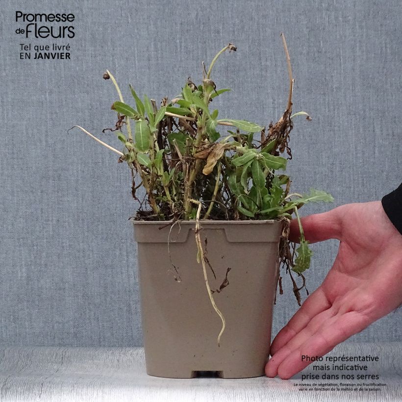 Amostra de Gaillarde Mesa Yellow Vaso de 2 L/3 L tal como entregue no inverno