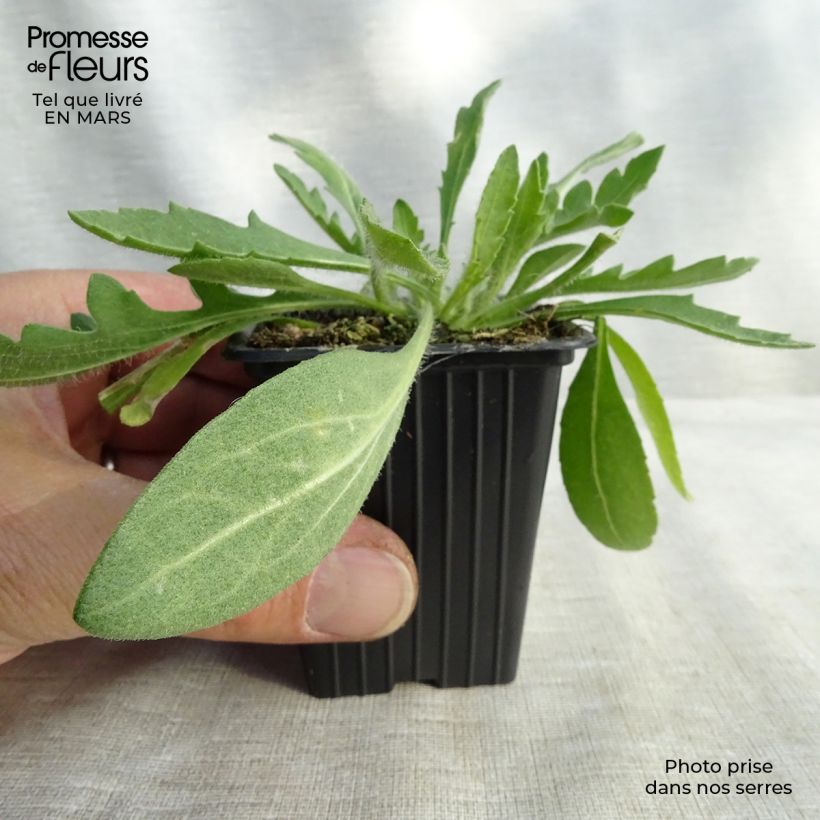 Amostra de Gailárdia Royale Vaso de 7/8 cm tal como entregue no inverno