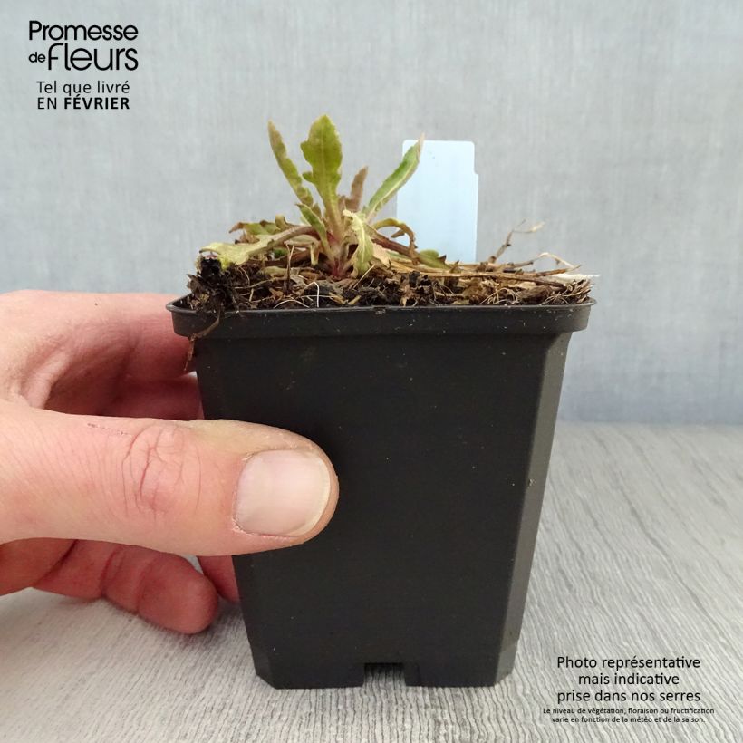 Amostra de Gaillarde Tokayer Vaso de 8/9 cm tal como entregue no inverno