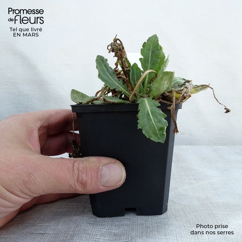 Amostra de Gailárdia Tokayer Vaso de 8/9 cm tal como entregue na primavera