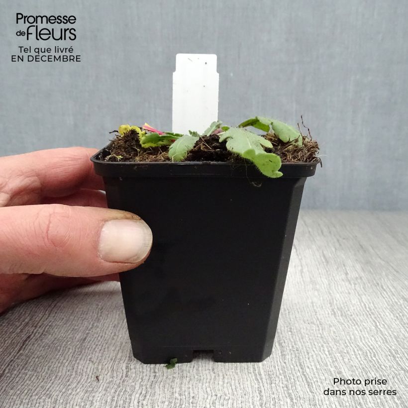 Amostra de Gailárdia aristata Amber Wheels Vaso de 8/9 cm tal como entregue no inverno