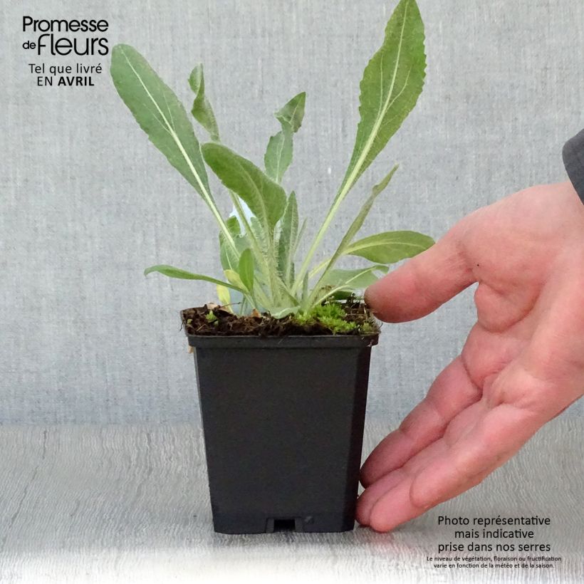 Amostra de Gailárdia aristata Amber Wheels Vaso de 8/9 cm tal como entregue na primavera