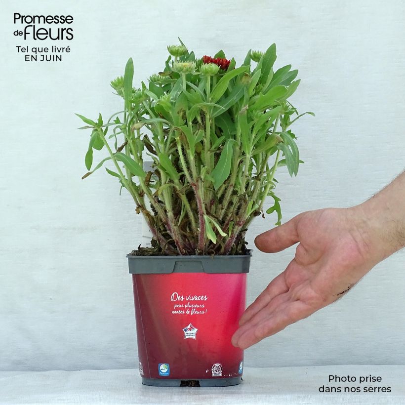 Amostra de Gailárdia Arizona Red Shades Vaso de 2 L/3 L tal como entregue no verão