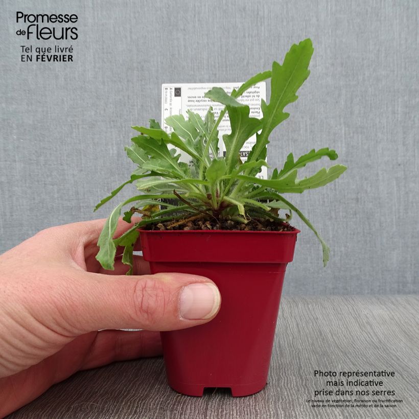 Amostra de Gailárdia Arizona Red Shades Vaso de 8/9 cm tal como entregue no inverno