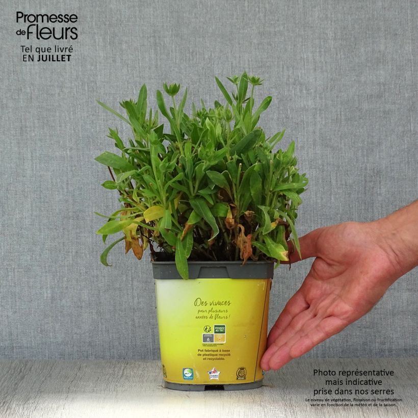 Amostra de Gailárdia aristata Mesa Bright Bicolor Vaso de 2 L/3 L tal como entregue no verão