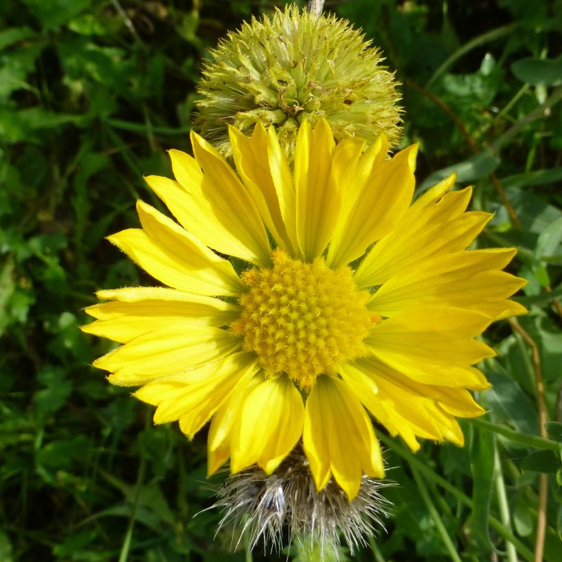 Gailárdia aristata Maxima Aurea (Chloe) (Floração)