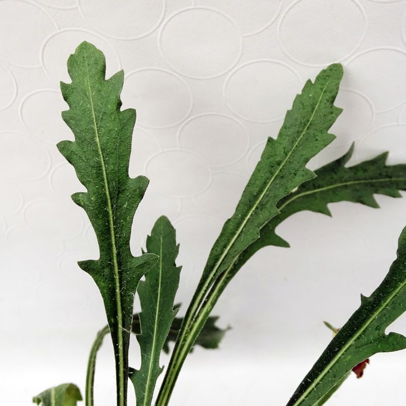 Gailárdia grandiflora Fanfare (Folhagem)