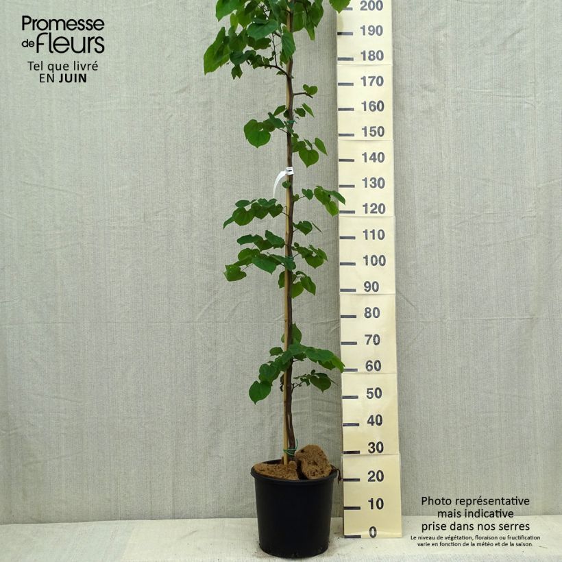 Amostra de Cercis canadensis Cascading Hearts Vaso de 7,5 L/10 L tal como entregue no verão