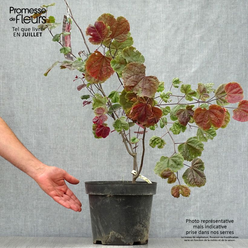 Amostra de Cercis canadensis Red Force Vaso de 7,5 L/10 L tal como entregue no verão