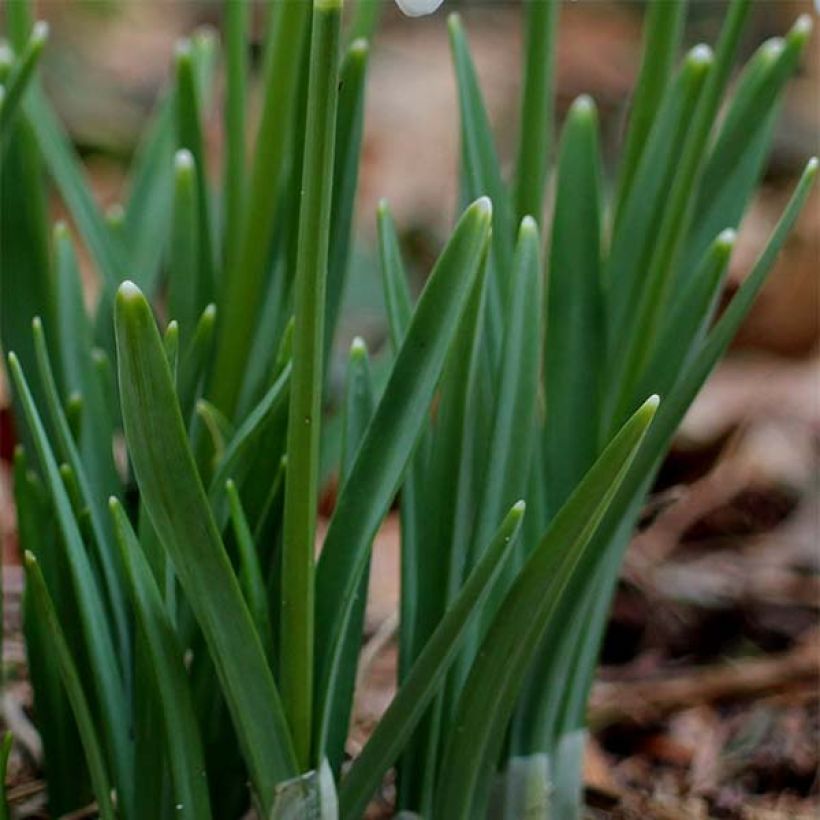 Galanthus nivalis - Campainha-de-inverno (Folhagem)