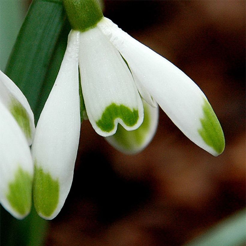 Galanthus nivalis Viridi-Apice - Campainha-de-inverno (Floração)