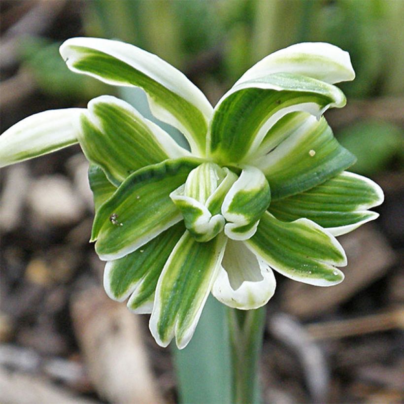 Galanthus nivalis f. pleniflorus Blewbury Tart - Campainha-de-inverno (Floração)