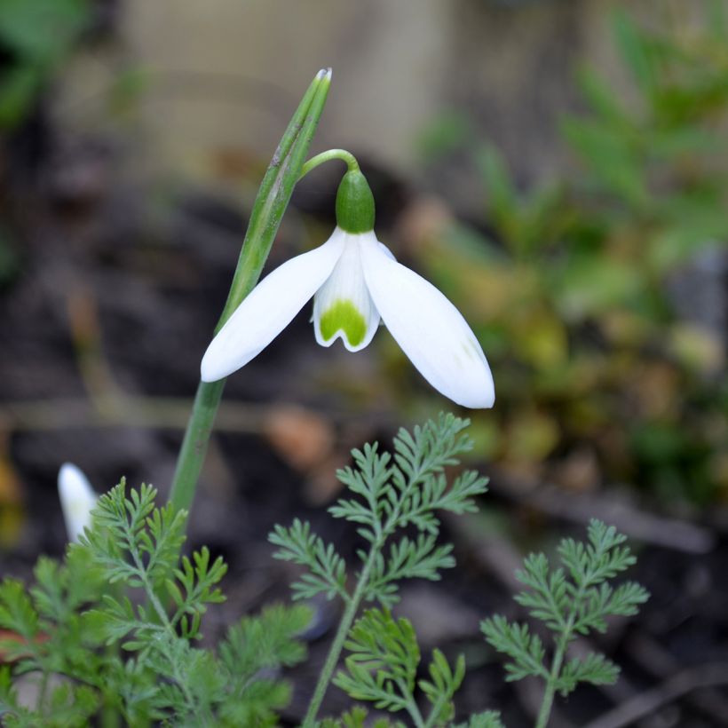 Galanthus reginae-olgae - Campainha-de-inverno (Floração)