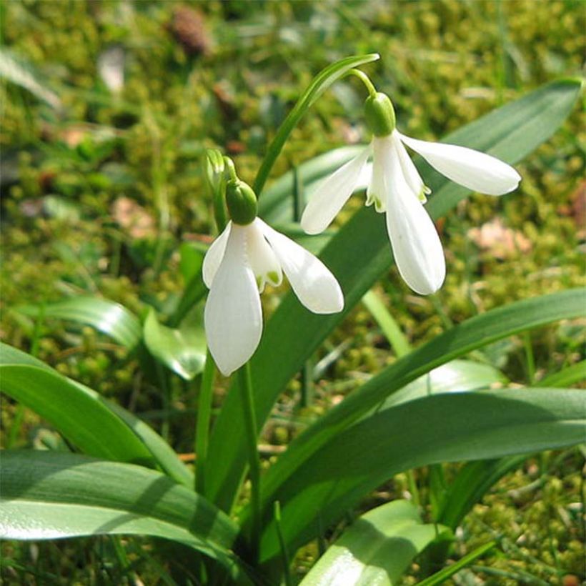Galanthus woronowii - Campainha-de-inverno (Floração)