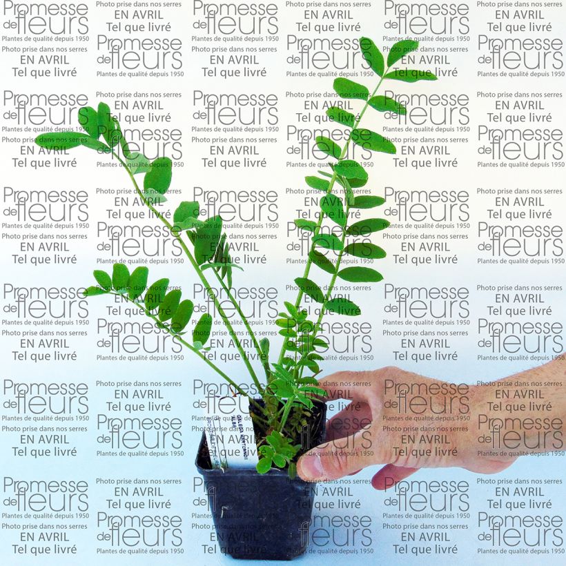 Exemplo de amostra de Galega hartlandii Alba Vaso de 8/9 cm tal como entregue