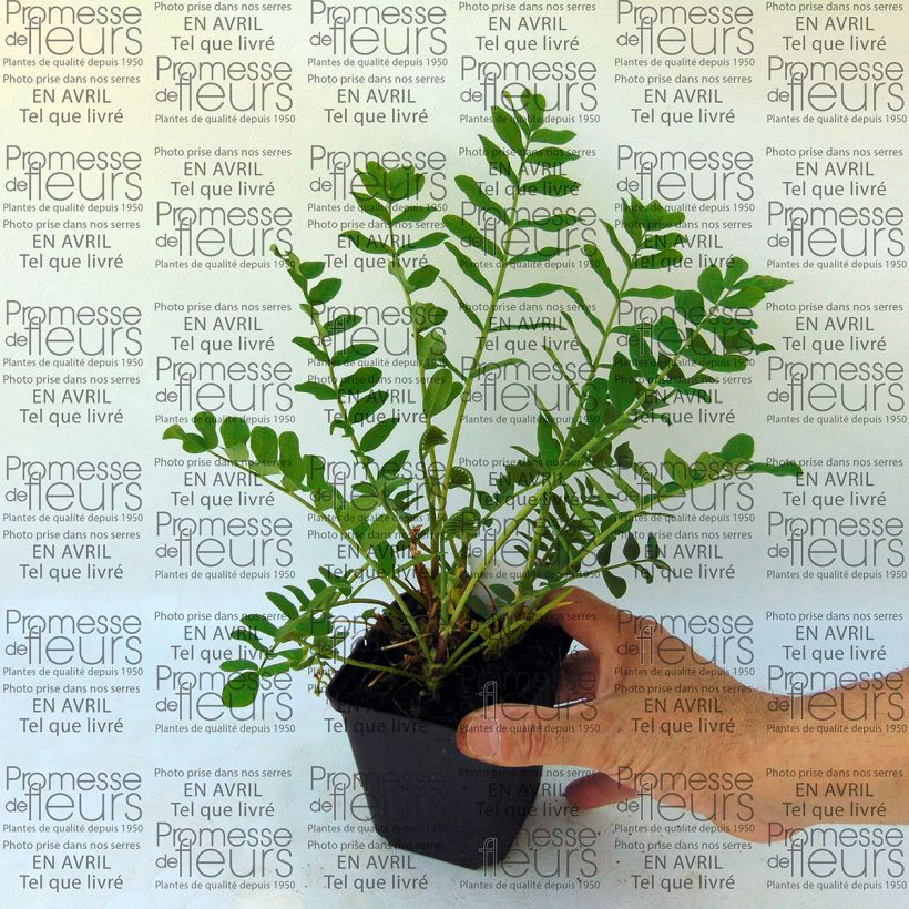 Exemplo de amostra de Galega hartlandii Duchess of Bedford Vaso de 8/9 cm tal como entregue