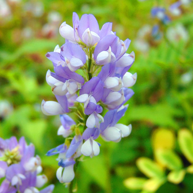 Galega hartlandii Lady Wilson (Floração)