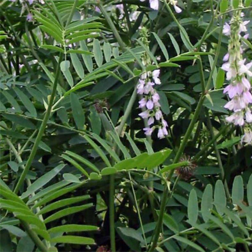 Galega officinalis (Folhagem)