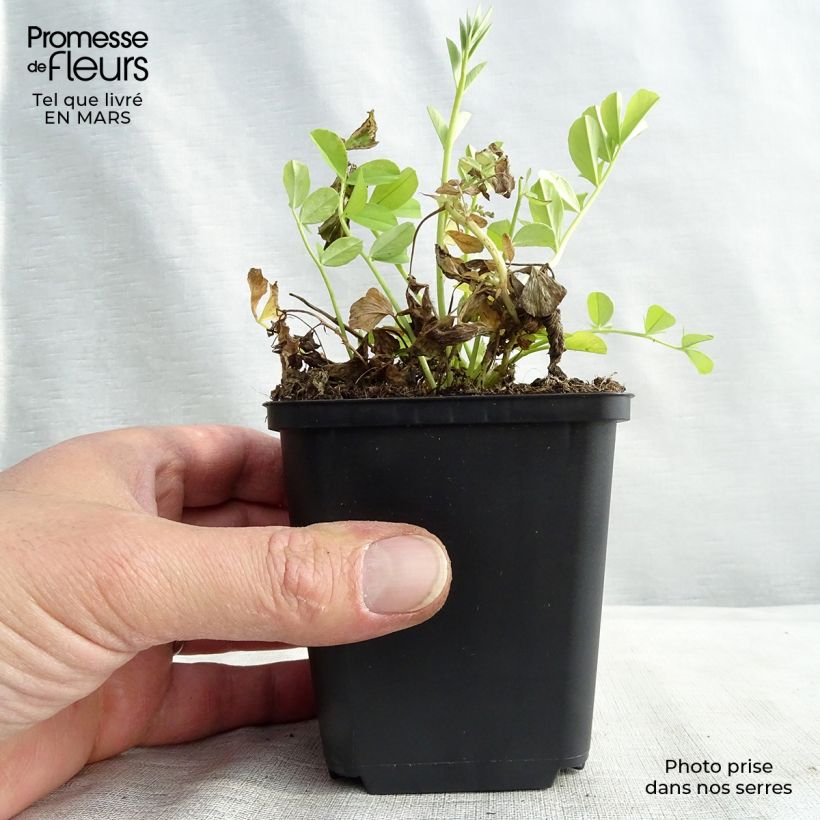 Amostra de Galega officinalis Vaso de 8/9 cm tal como entregue na primavera