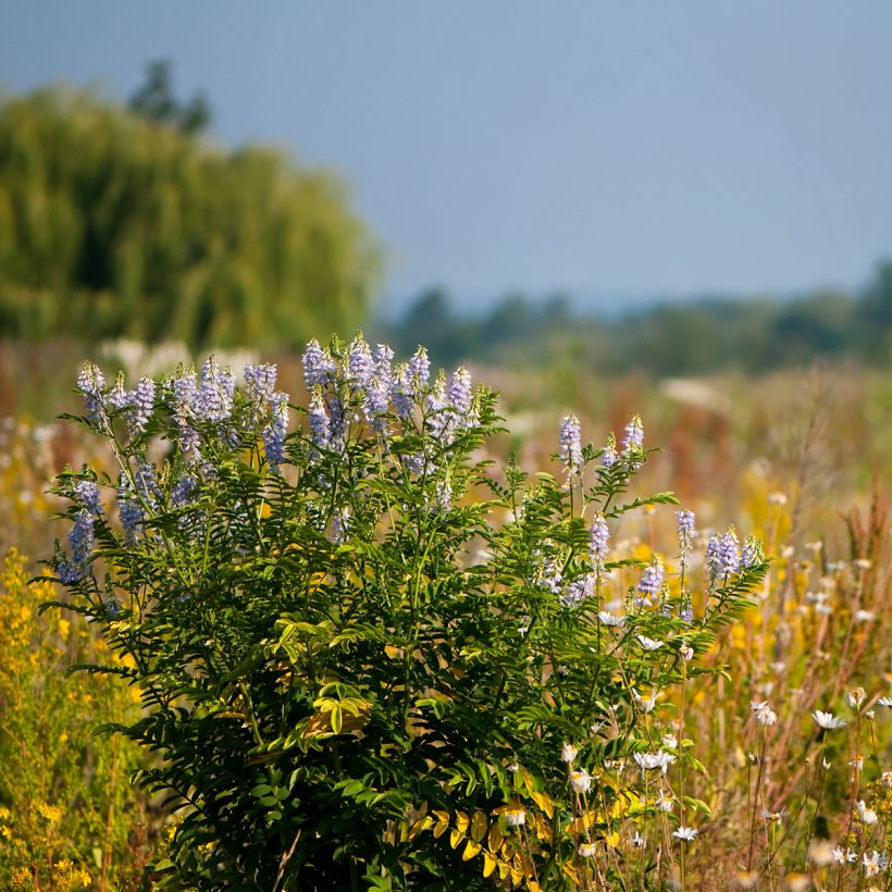 Galega officinalis (Hábito)