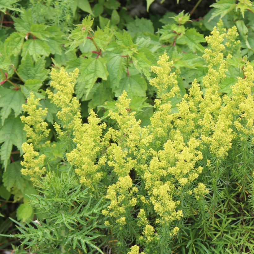 Galium verum (Hábito)