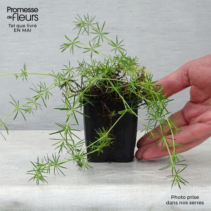 Amostra de Galium verum Vaso de 8/9 cm tal como entregue na primavera