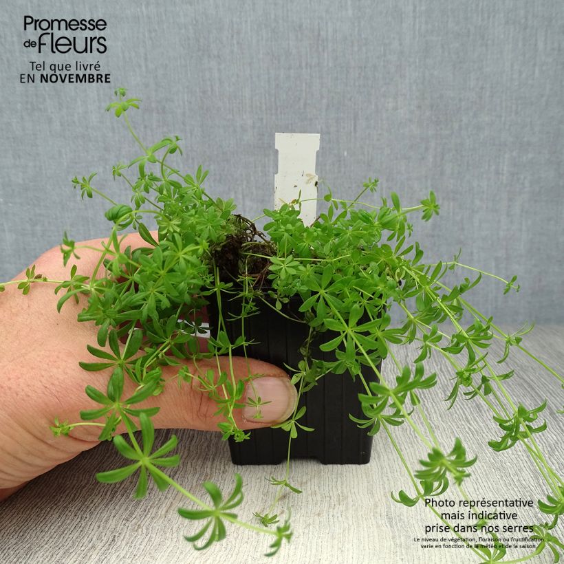 Amostra de Galium verum Vaso de 8/9 cm tal como entregue no outono