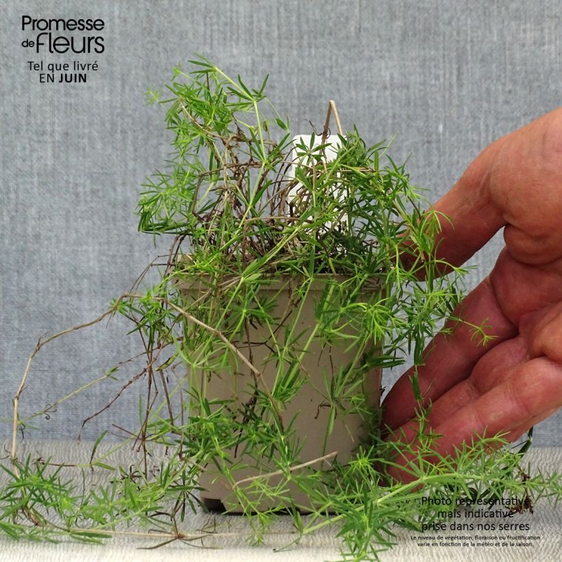 Amostra de Galium verum Vaso de 8/9 cm tal como entregue no verão