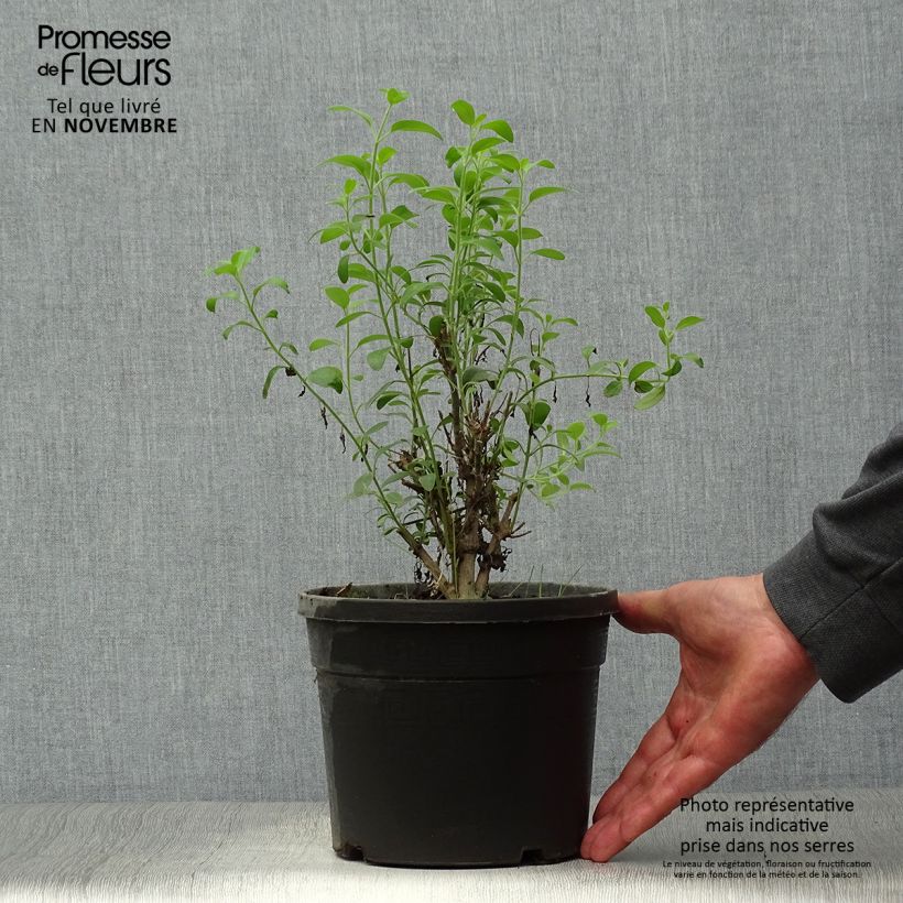 Amostra de Galvezia speciosa Vaso de 3 L/4 L tal como entregue no outono