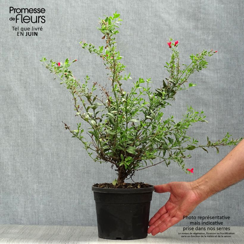 Amostra de Galvezia speciosa Vaso de 3 L/4 L tal como entregue no verão