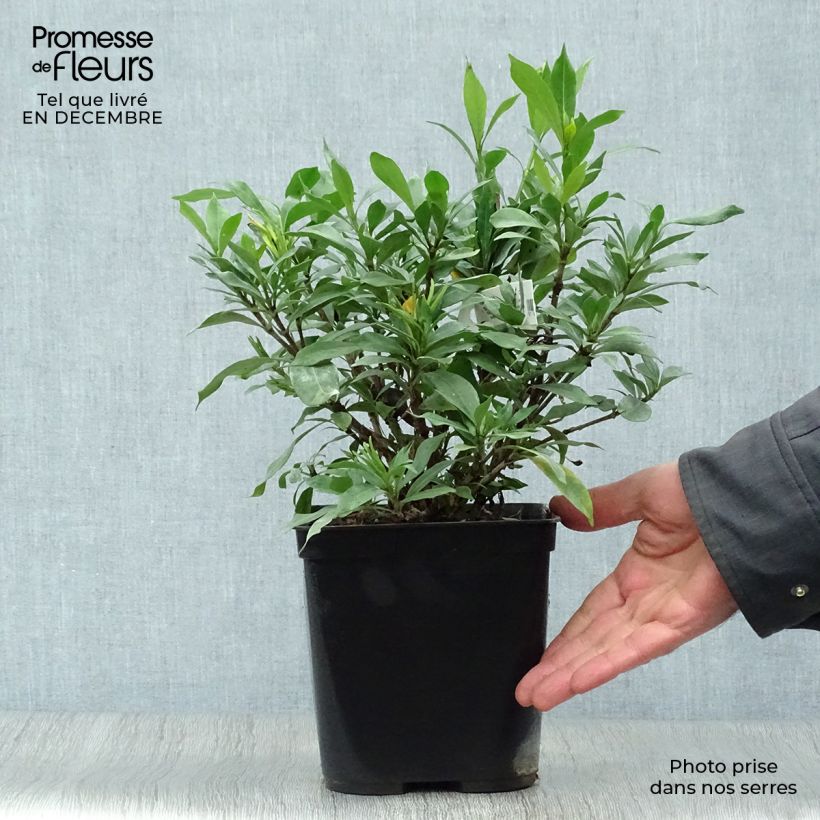 Amostra de Gardénia jasminoides Sweetheart Vaso de 2 L/3 L tal como entregue no inverno