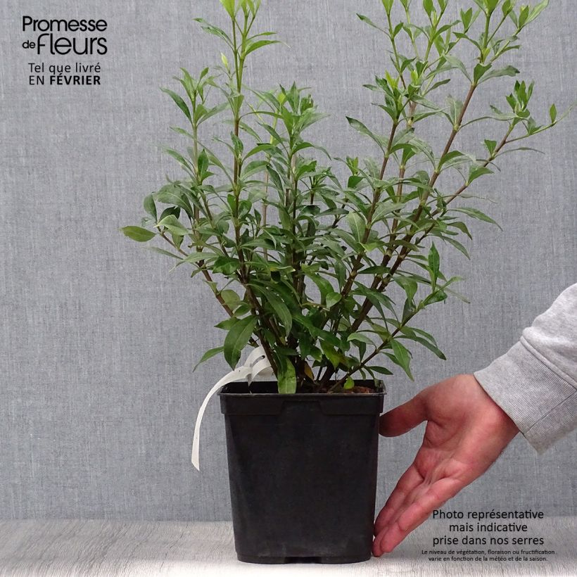 Amostra de Gardénia jasminoides Sweetheart Vaso de 2 L/3 L tal como entregue no outono