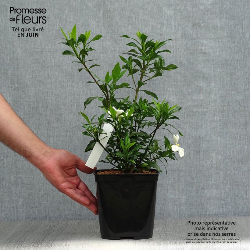 Amostra de Gardénia jasminoides Sweetheart Vaso de 2 L/3 L tal como entregue no verão