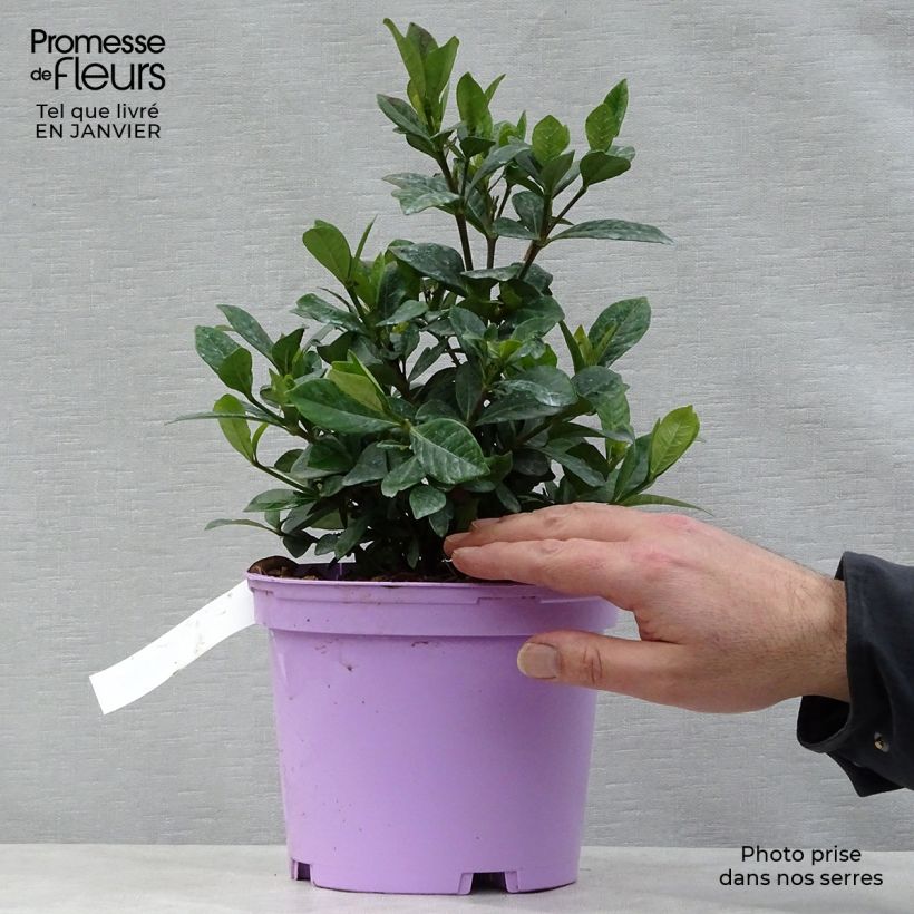Amostra de Gardenia jasminoides Crown Jewel - Jasmin du Cap Vaso de 2 L/3 L tal como entregue no inverno