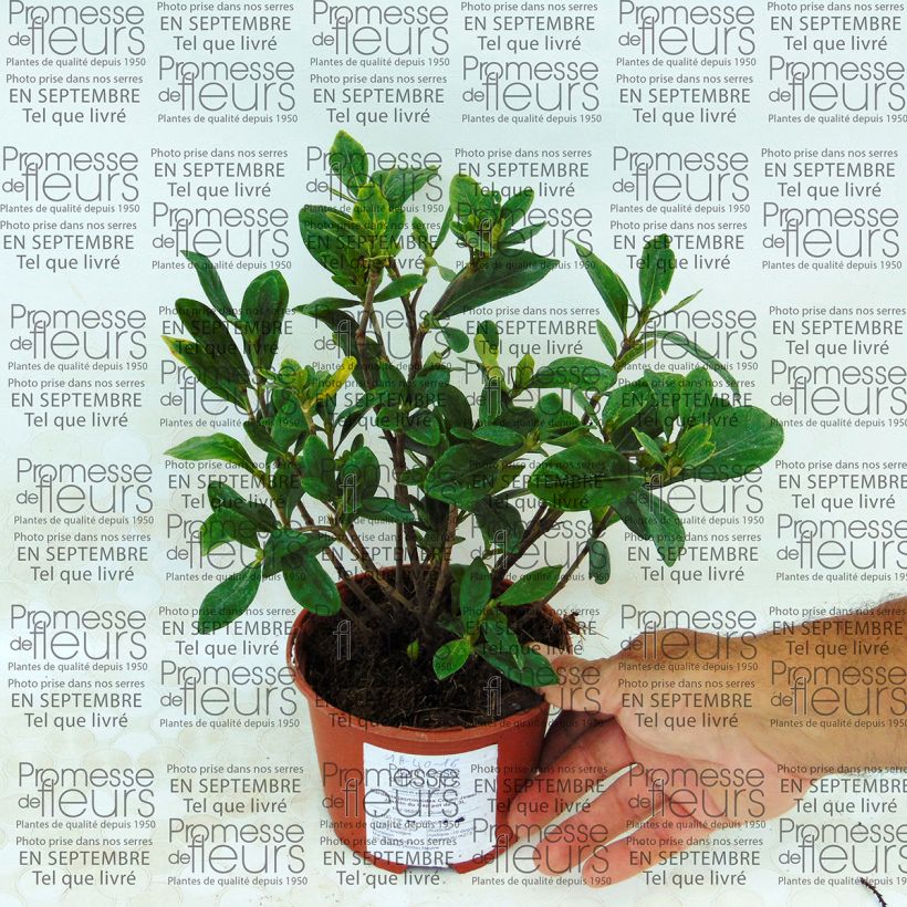 Exemplo de amostra de Gardenia jasminoides Crown Jewel - Jasmin du Cap Vaso de 1 L/1,5 L tal como entregue