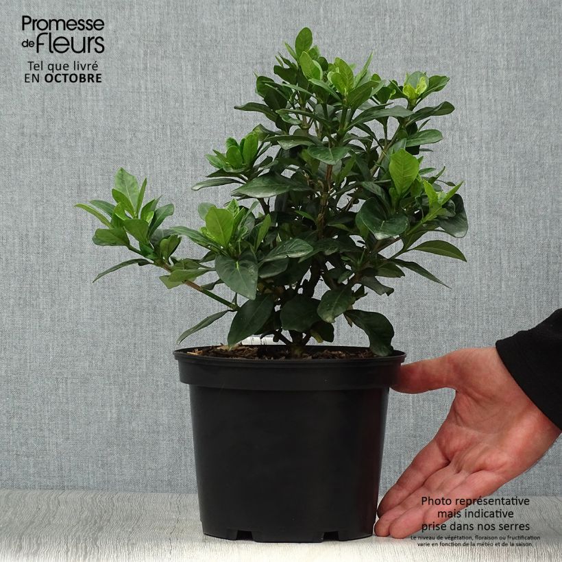 Amostra de Gardénia jasminoides Crown Jewel Vaso de 2 L/3 L tal como entregue no outono