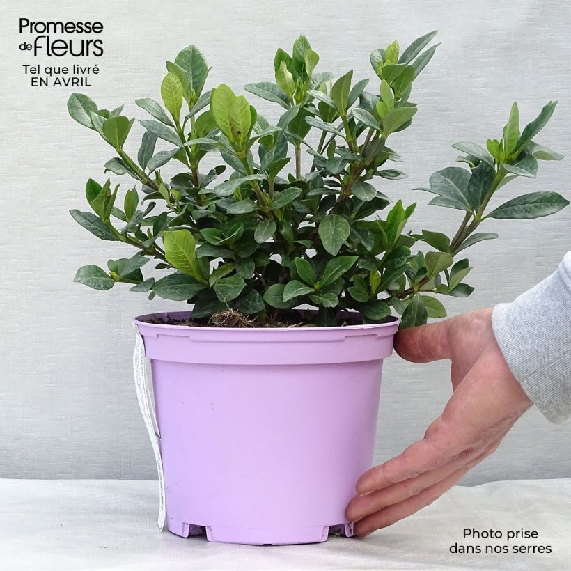 Amostra de Gardénia jasminoides Crown Jewel Vaso de 2 L/3 L tal como entregue na primavera