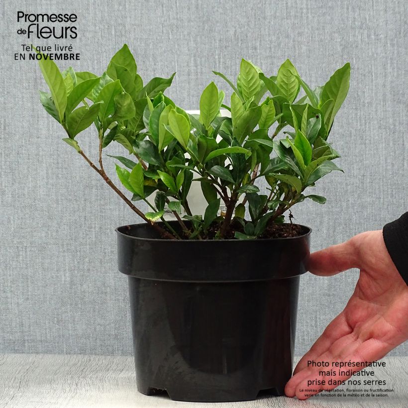 Amostra de Gardénia jasminoides Double Diamonds Vaso de 3 L/4 L tal como entregue no outono