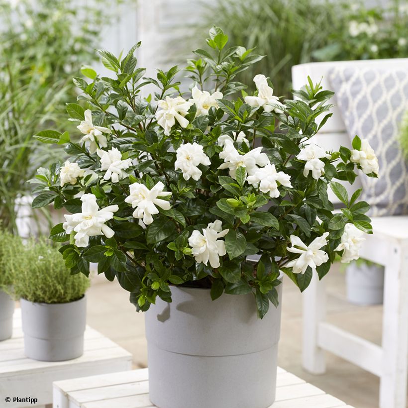 Gardénia jasminoides Double Diamonds (Hábito)