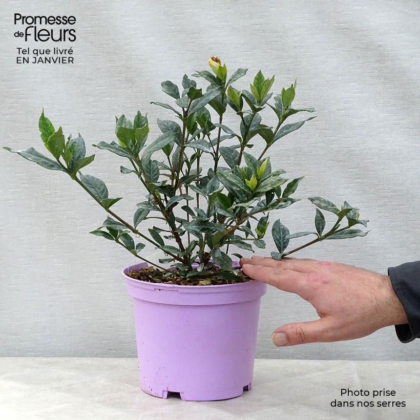 Amostra de Gardenia jasminoides Double Mint Vaso de 2 L/3 L tal como entregue no inverno