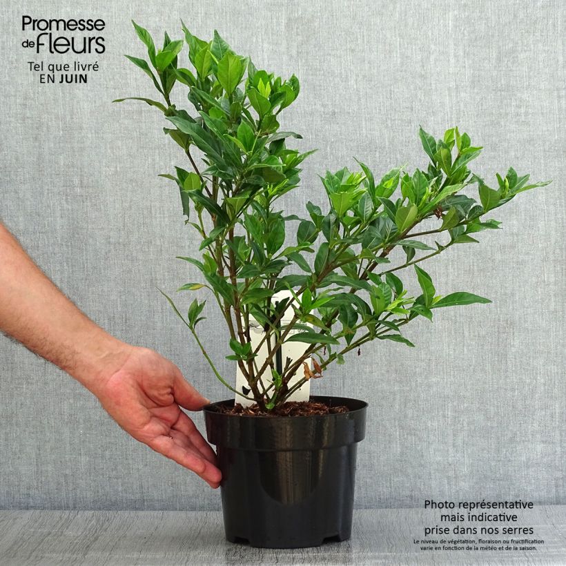 Amostra de Gardénia jasminoides Double Mint Vaso de 2 L/3 L tal como entregue no verão