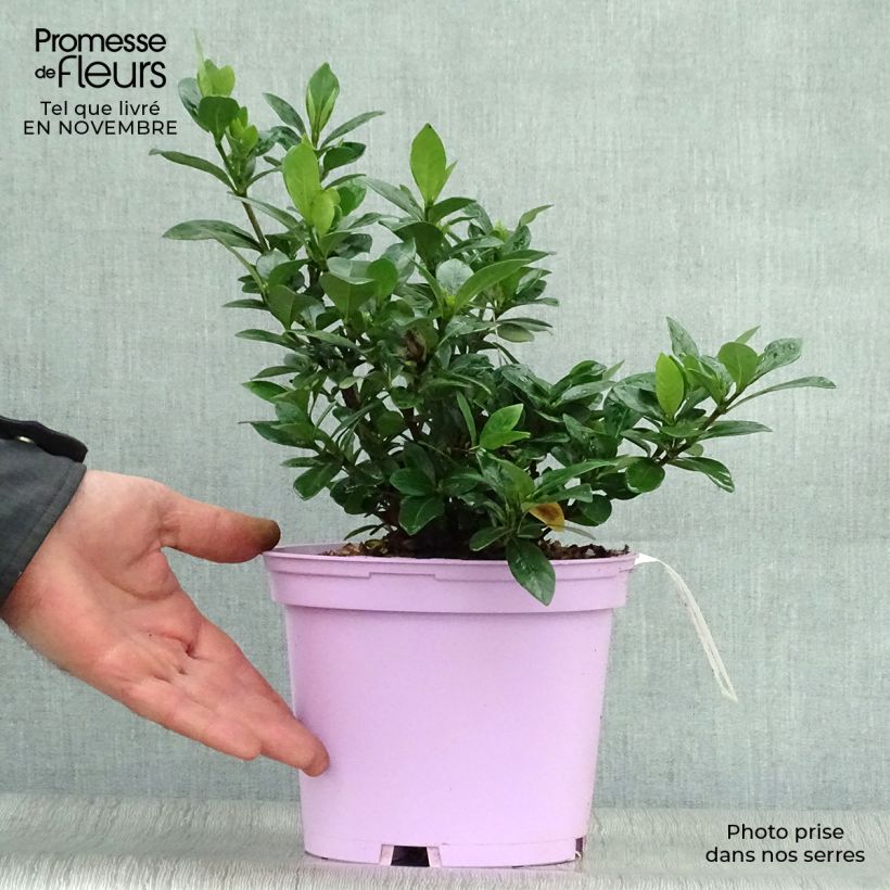 Amostra de Gardenia jasminoides Kleim's Hardy Vaso de 2 L/3 L tal como entregue no outono