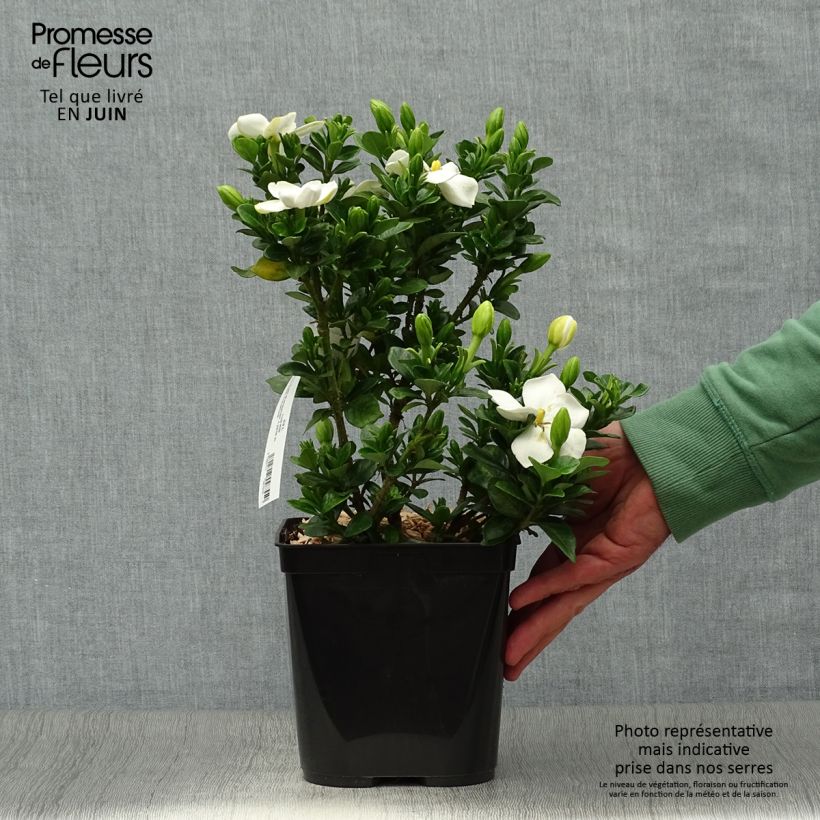 Amostra de Gardenia jasminoides Kleim's Hardy Vaso de 2 L/3 L tal como entregue no verão